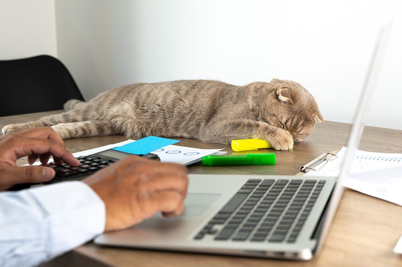 Como calcular o custo de aquisição de um cliente (CAC) no mercado pet